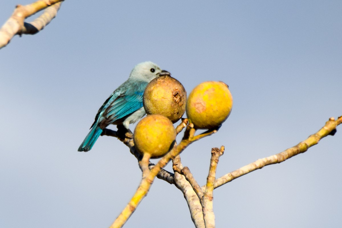 Blue-gray Tanager - ML212462471
