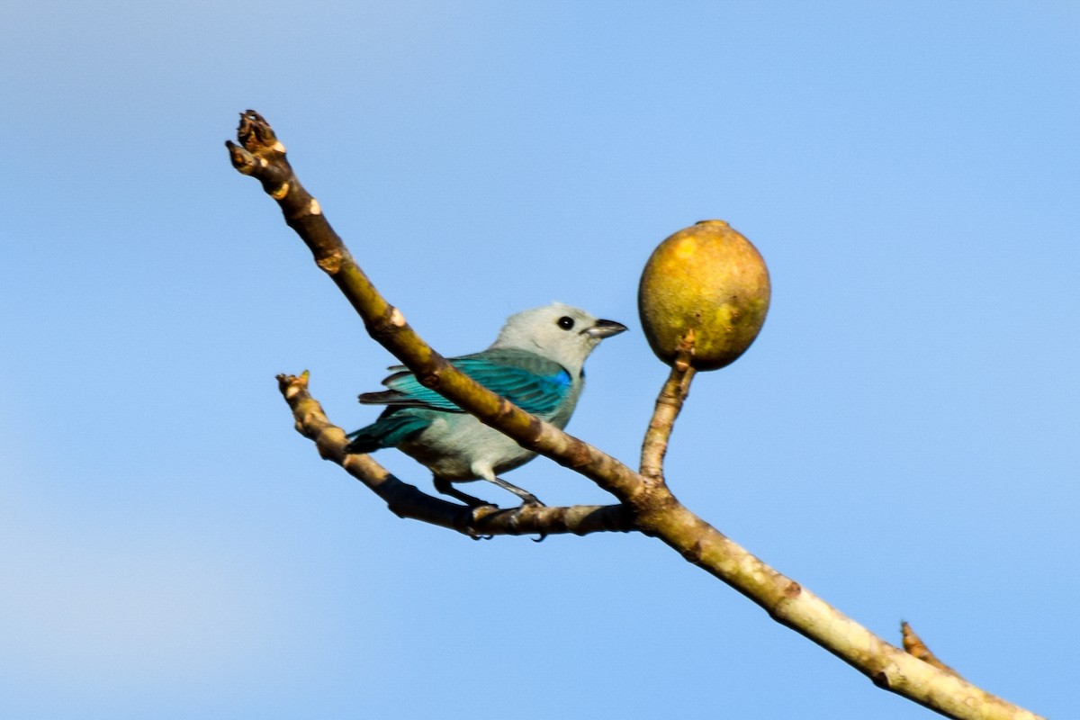 Blue-gray Tanager - ML212462671