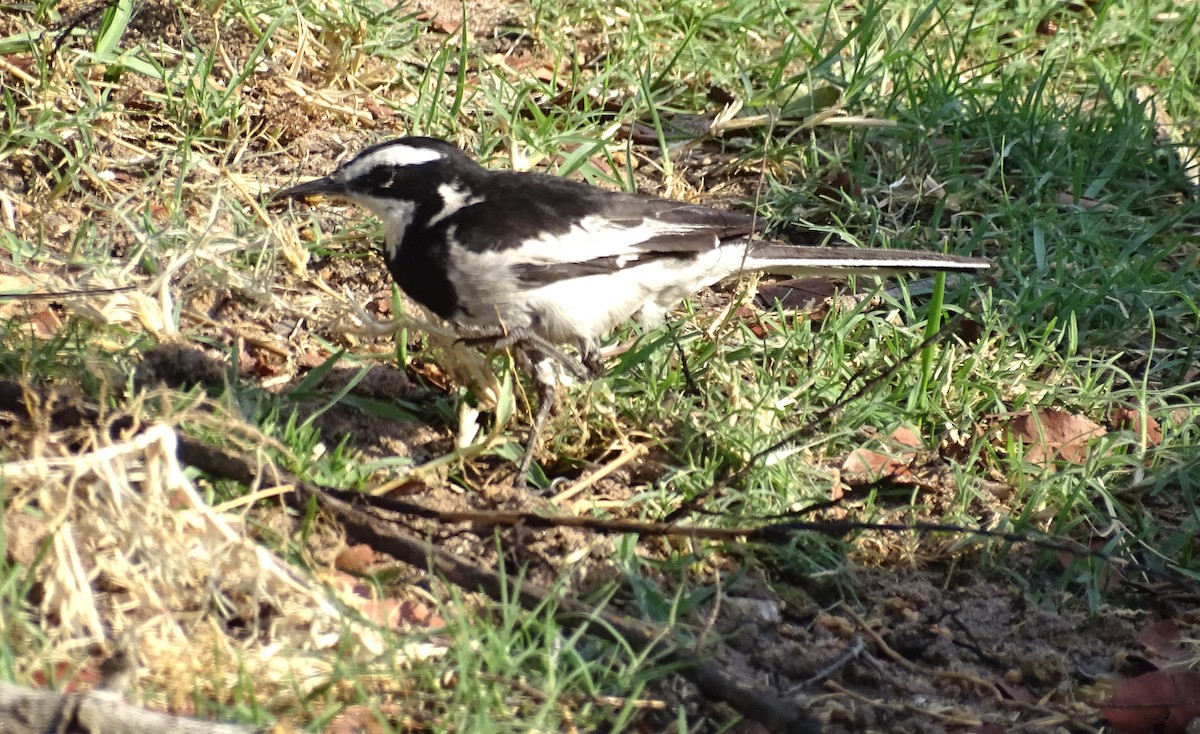 African Pied Wagtail - ML212463701