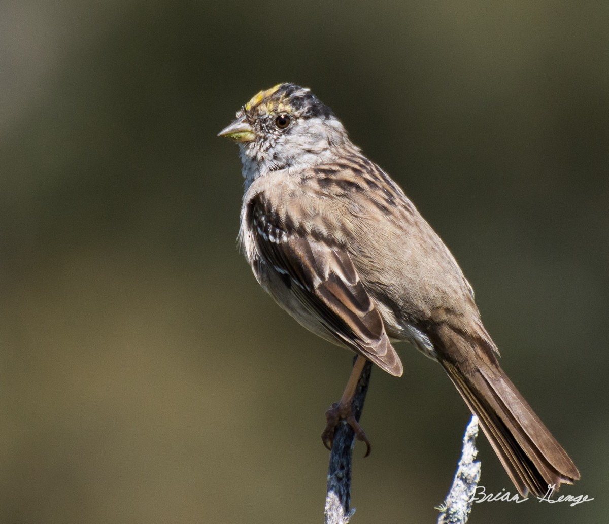 Golden-crowned Sparrow - Brian Genge