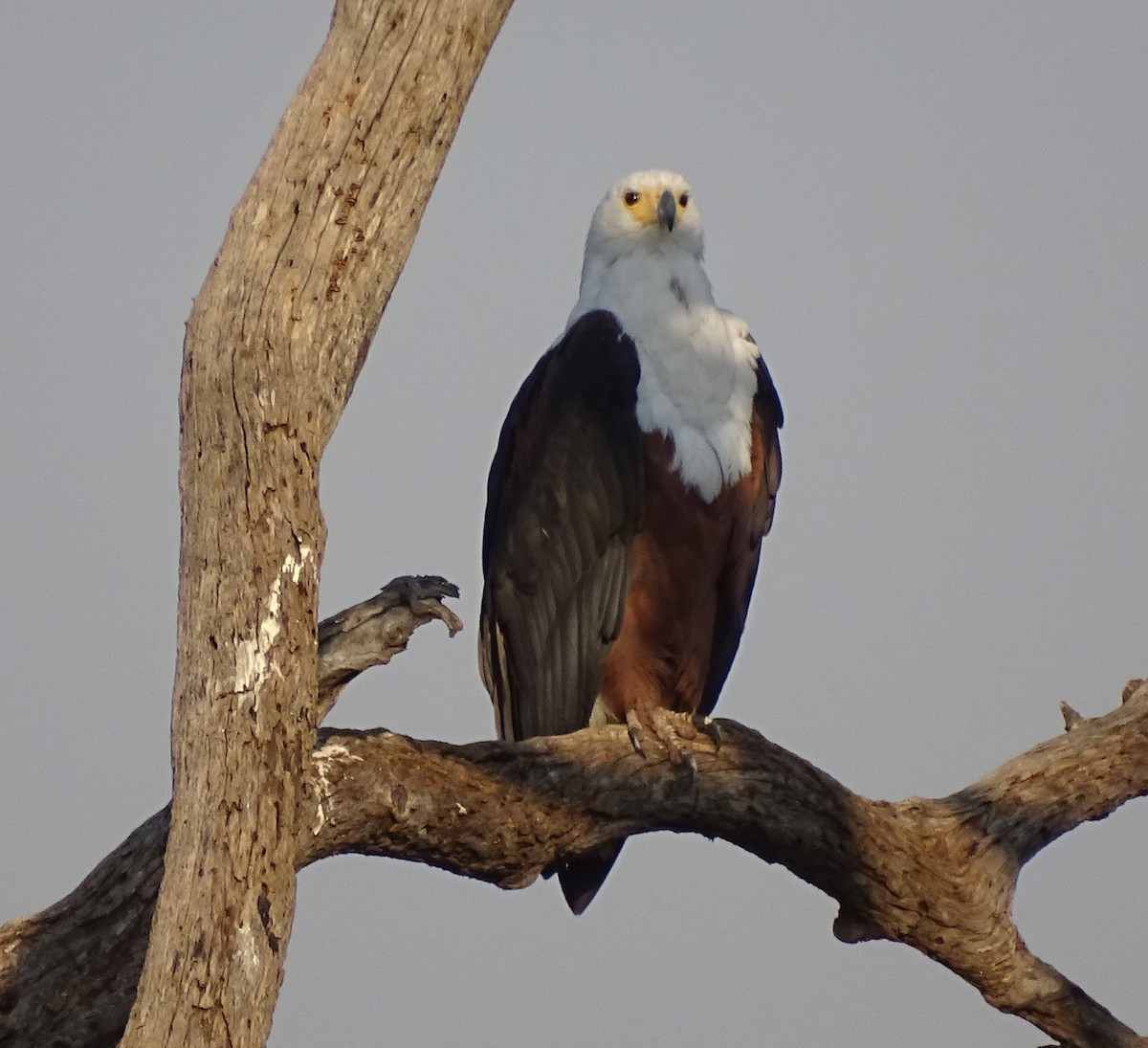African Fish-Eagle - ML212464131