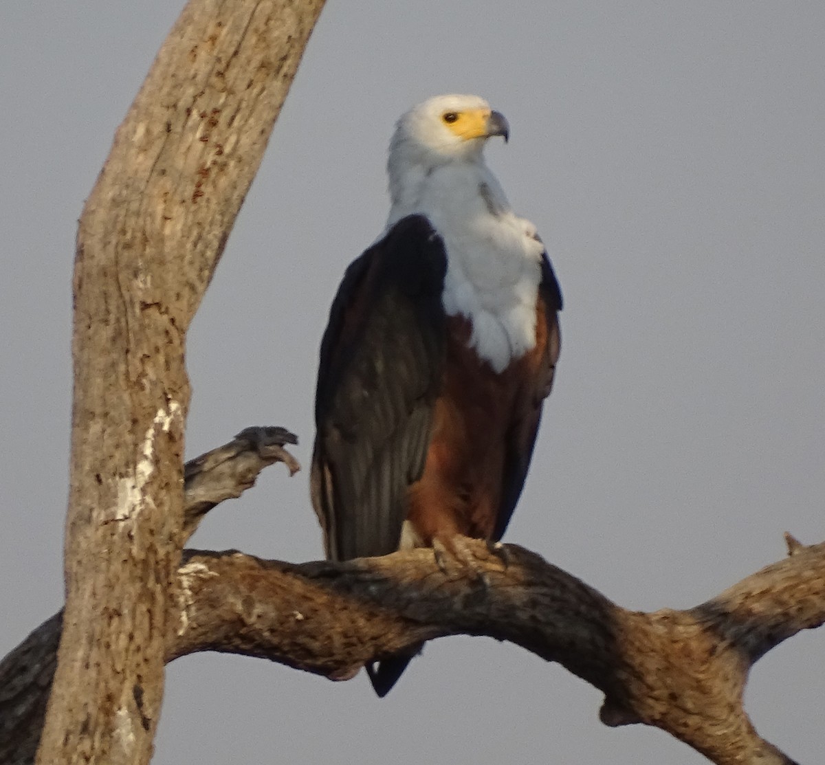 African Fish-Eagle - ML212464231