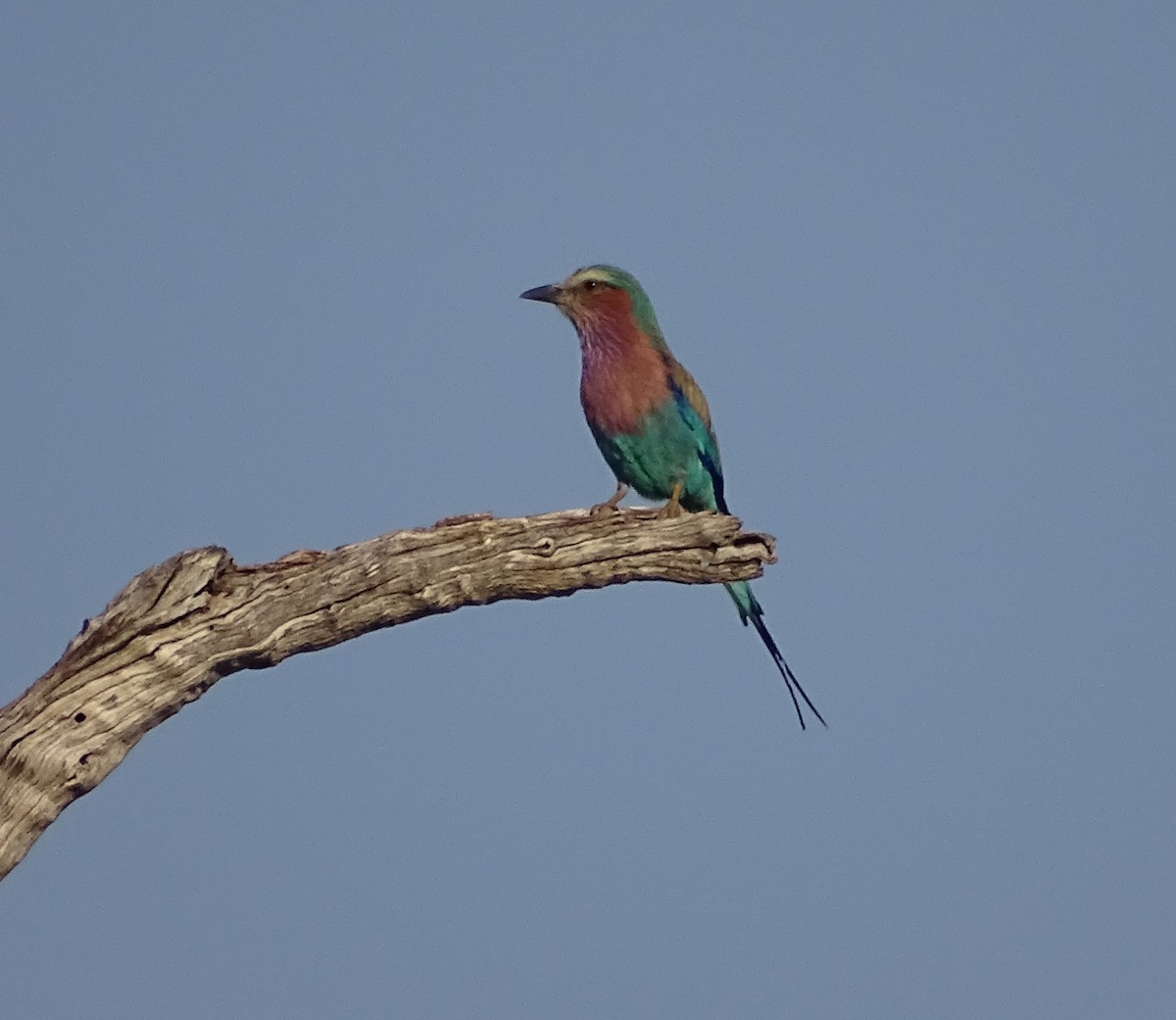 Lilac-breasted Roller - ML212464371