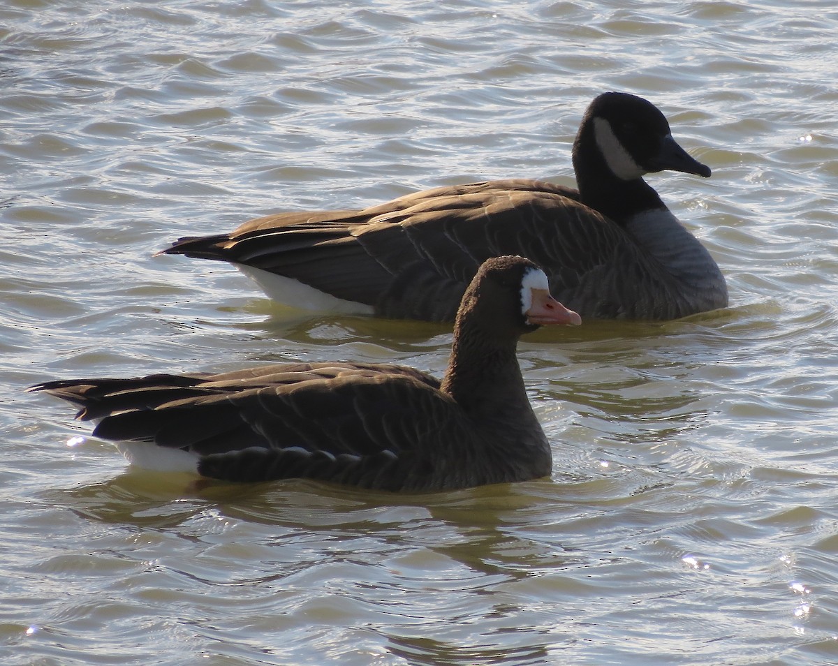 Greater White-fronted Goose - ML21246711