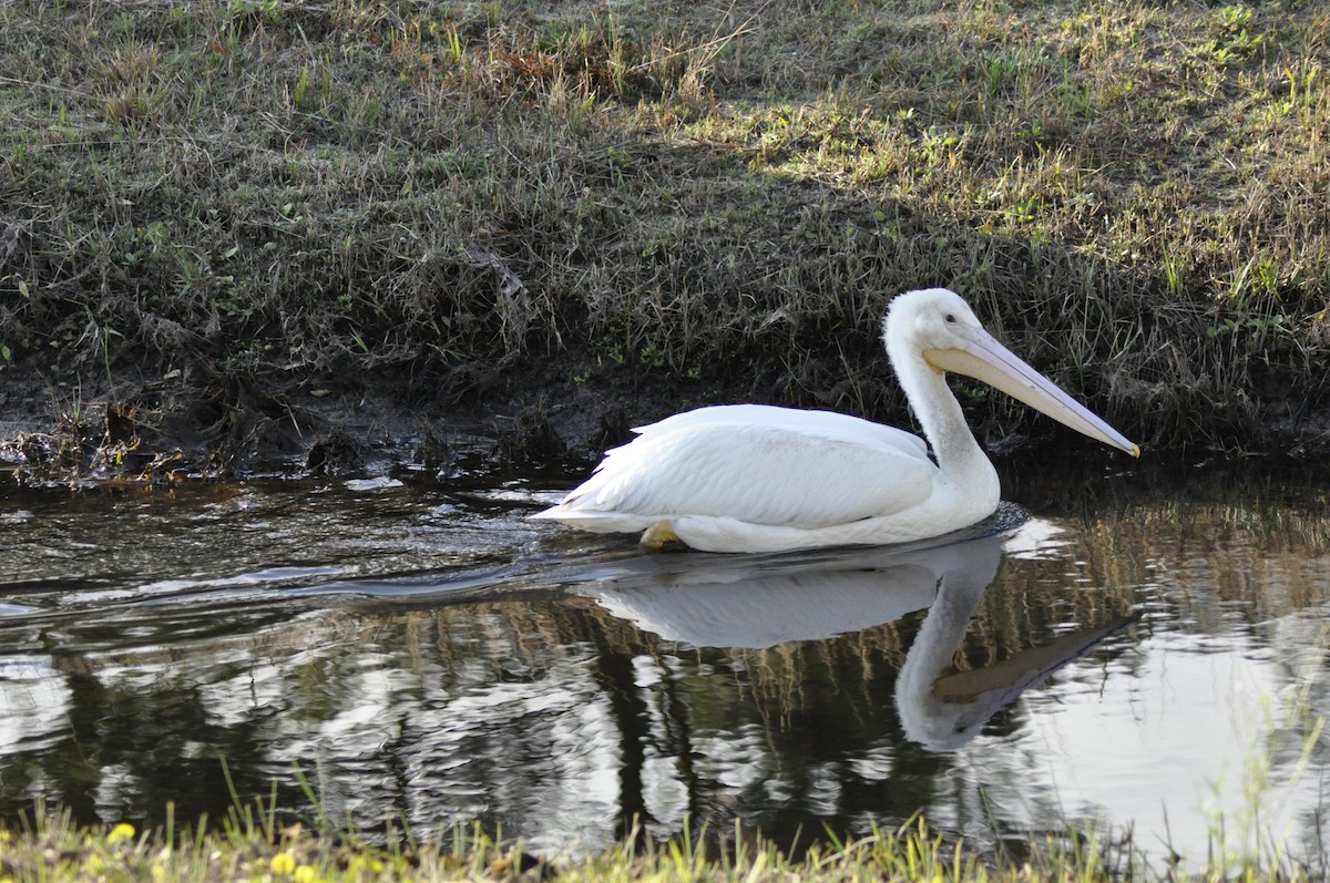 American White Pelican - Bruce  Purdy