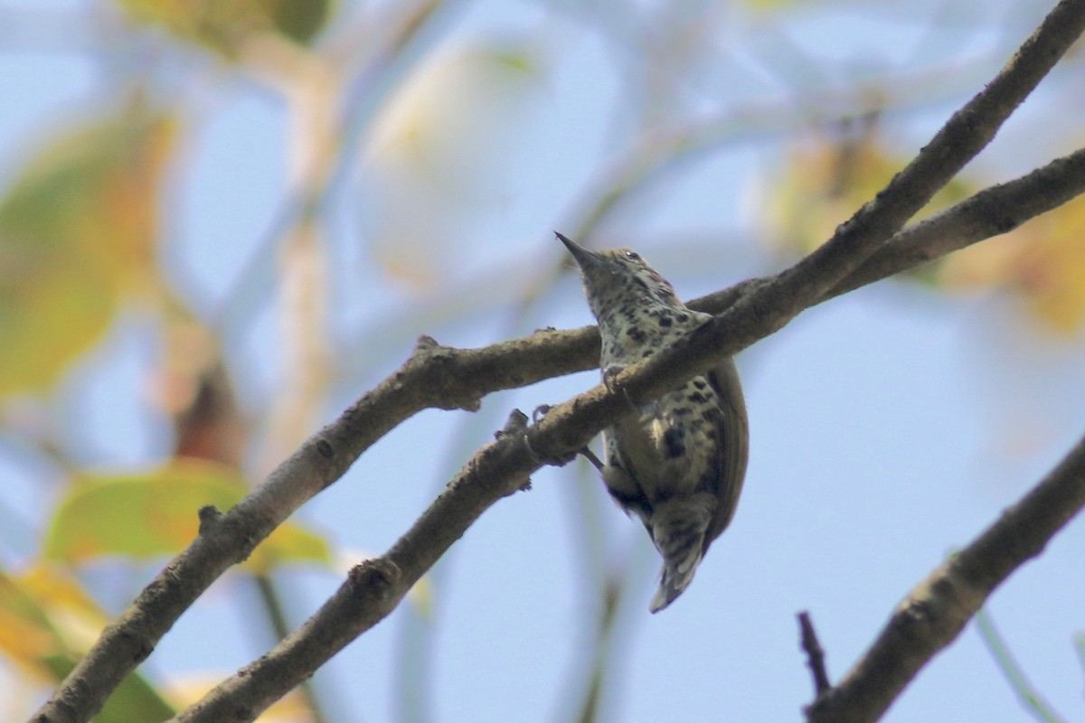 Speckled Piculet - Gil Ewing