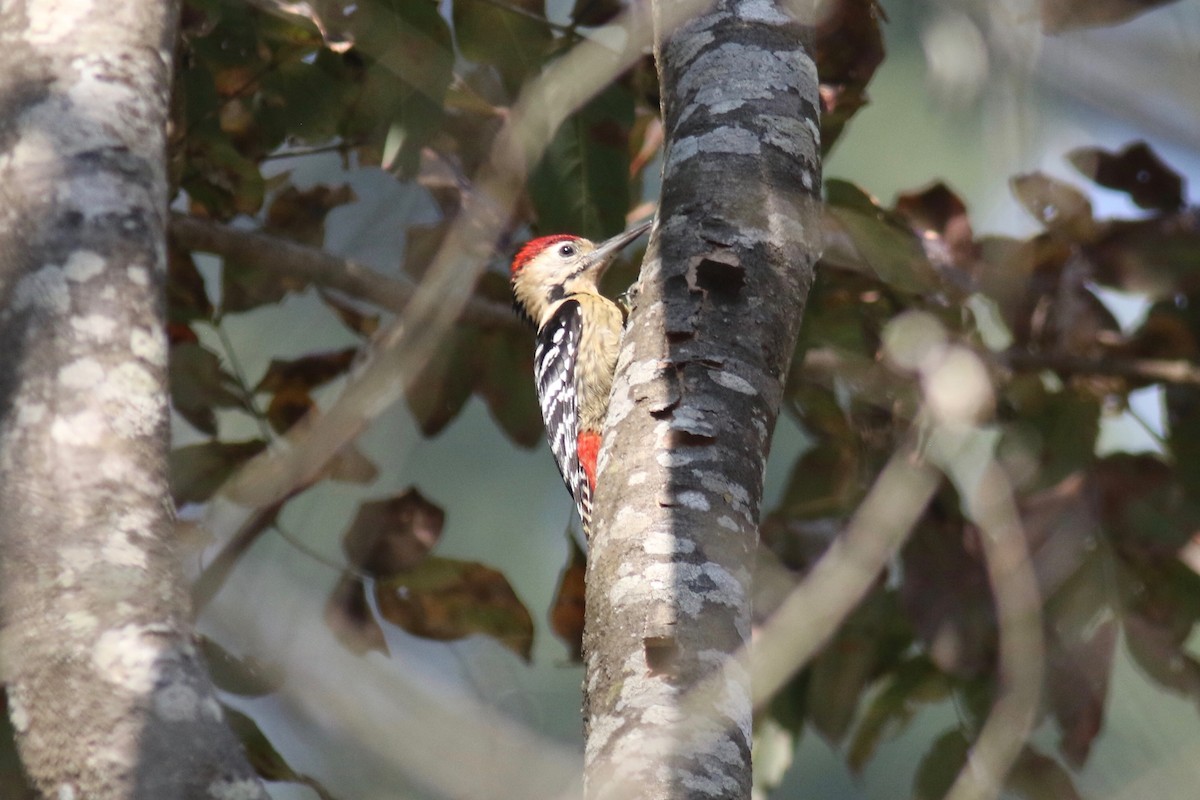 Fulvous-breasted Woodpecker - ML212469631