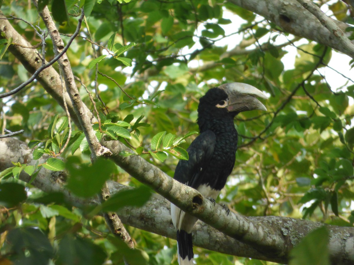 White-thighed Hornbill - Mike Tuer