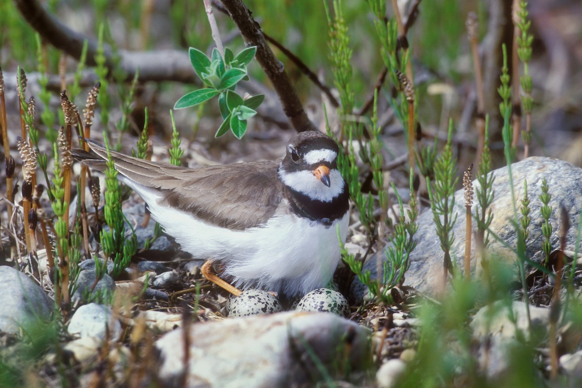 Semipalmated Plover - ML212471801