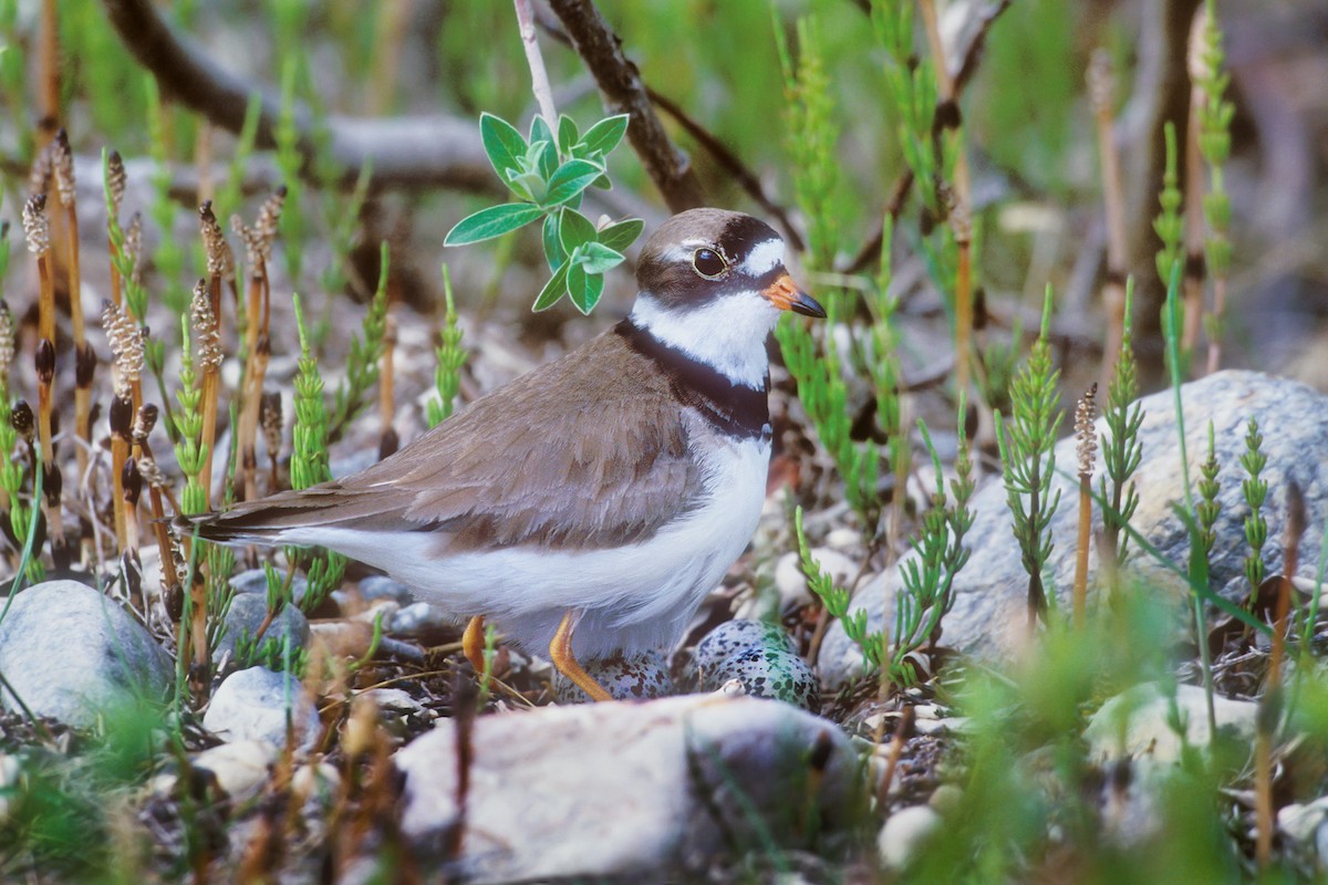 Semipalmated Plover - ML212471841