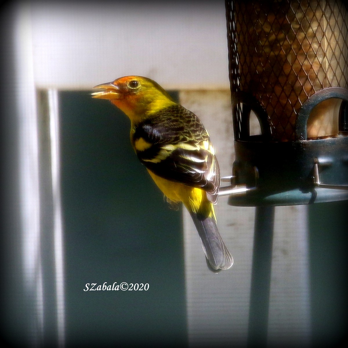 Western Tanager - ML212473961