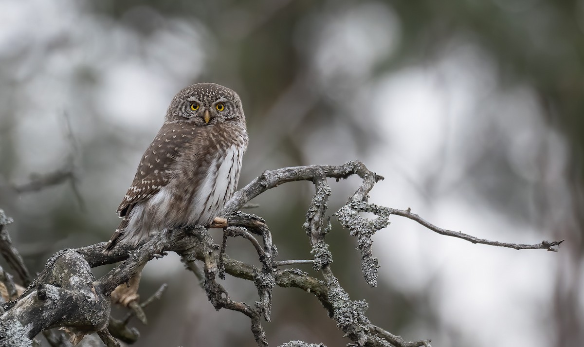 Eurasian Pygmy-Owl - Matti Rekilä