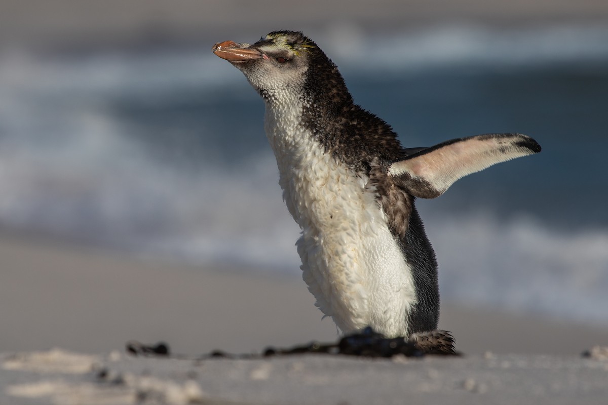 Royal Penguin - Ramit Singal