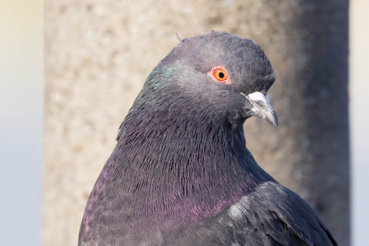 Rock Pigeon (Feral Pigeon) - Jason Taylor