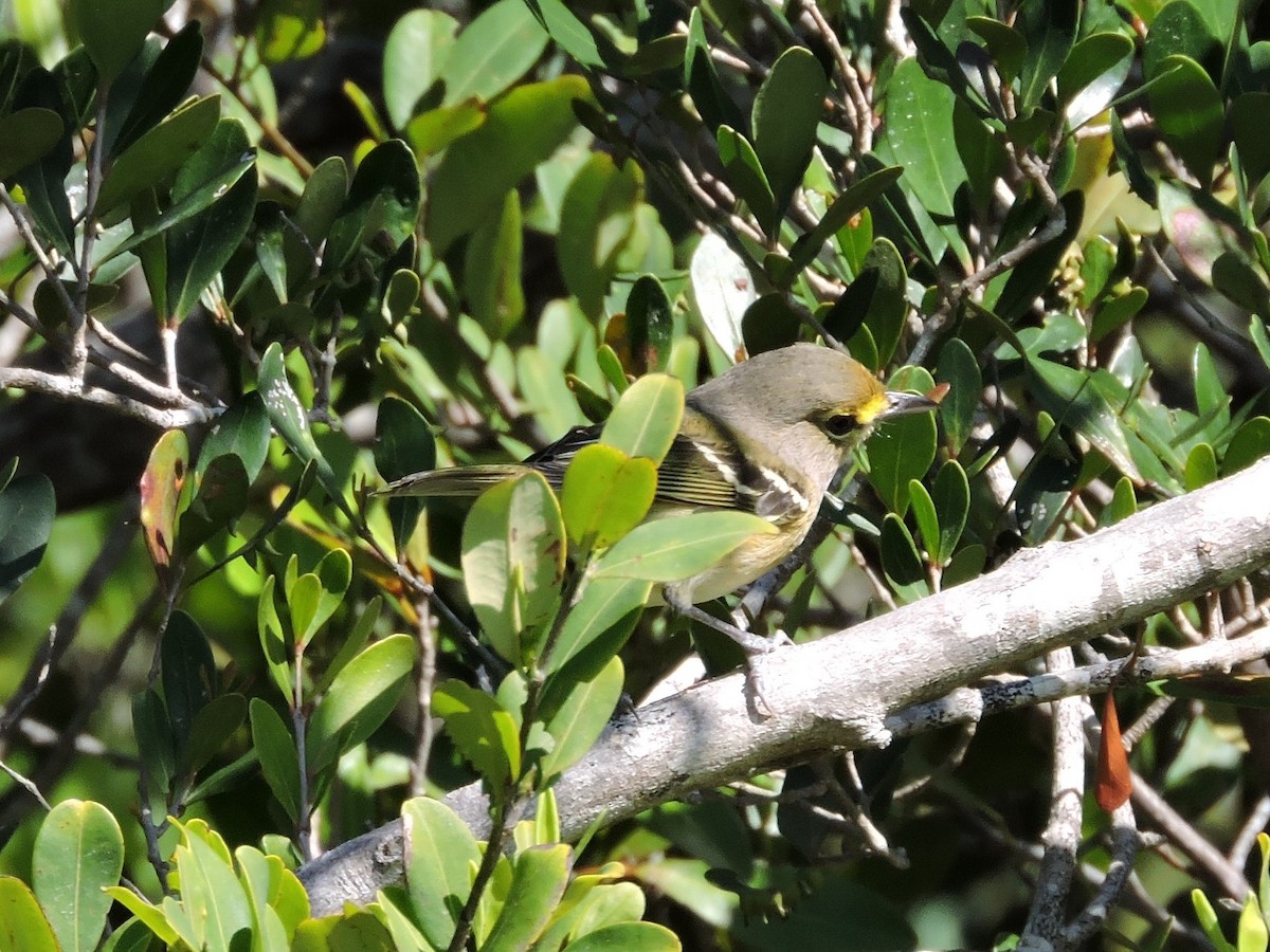 Thick-billed Vireo - ML212478781