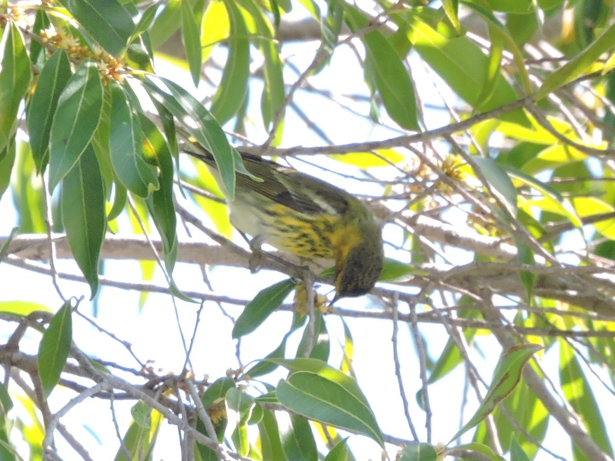 Cape May Warbler - ML212478951