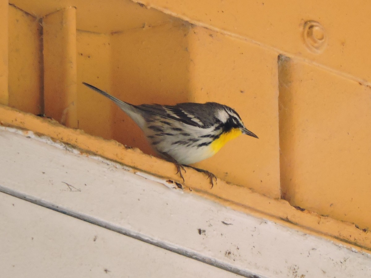 Yellow-throated Warbler - ML212479311