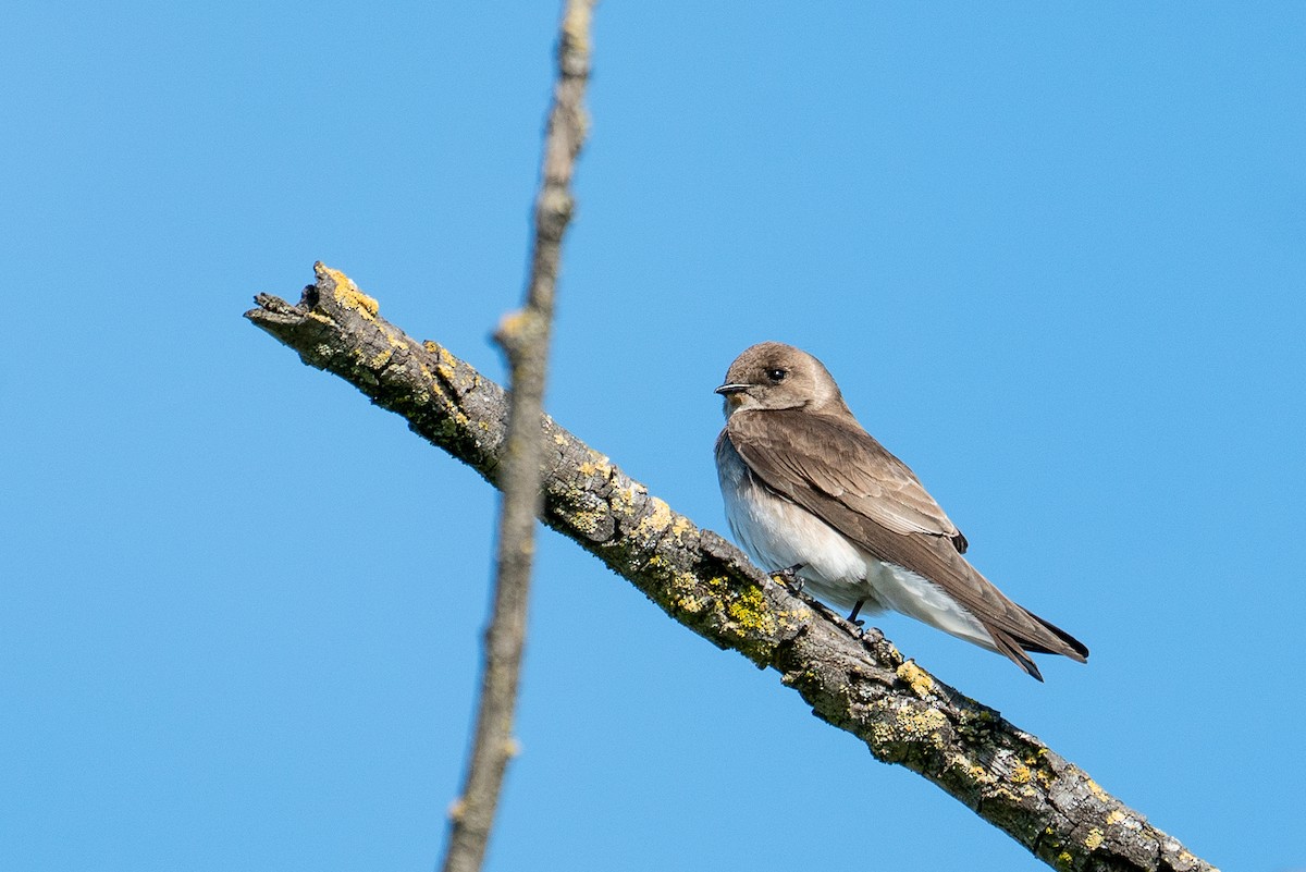Northern Rough-winged Swallow - Seb H