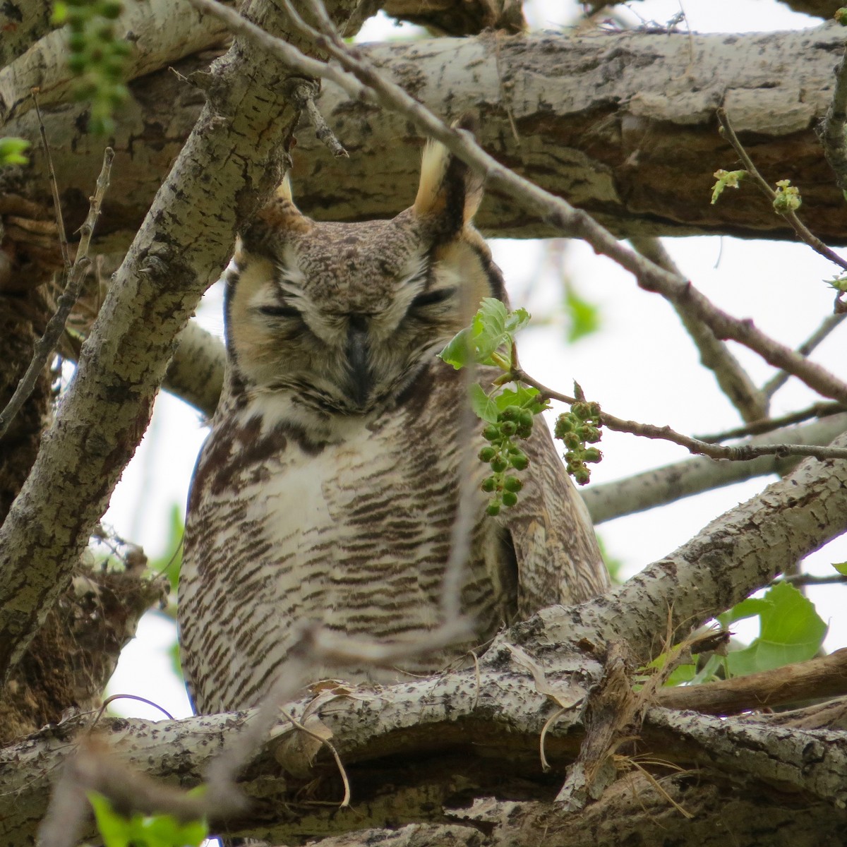 Great Horned Owl - ML212481701