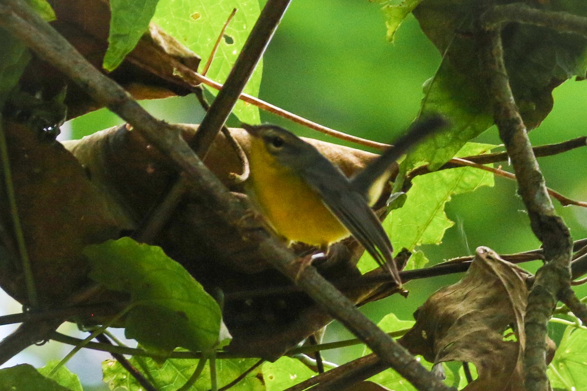 Golden-crowned Warbler - David Garrigues