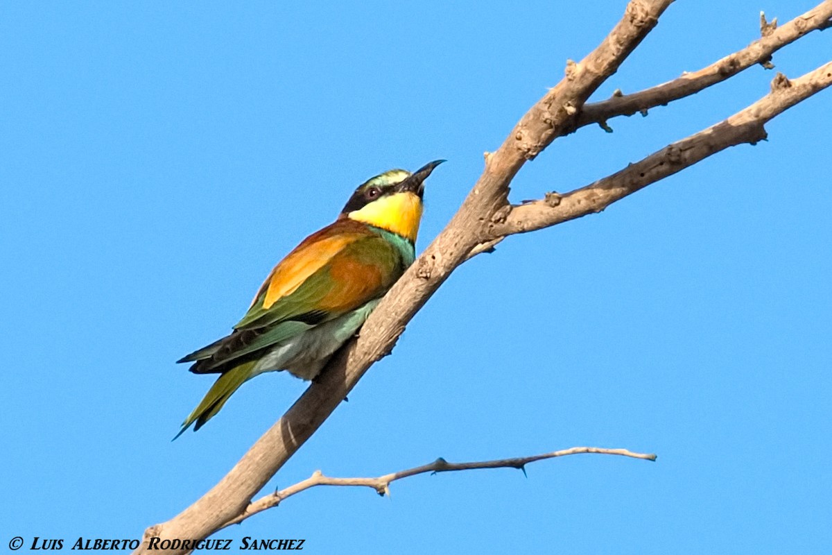 European Bee-eater - Luis Alberto rodriguez sanchez