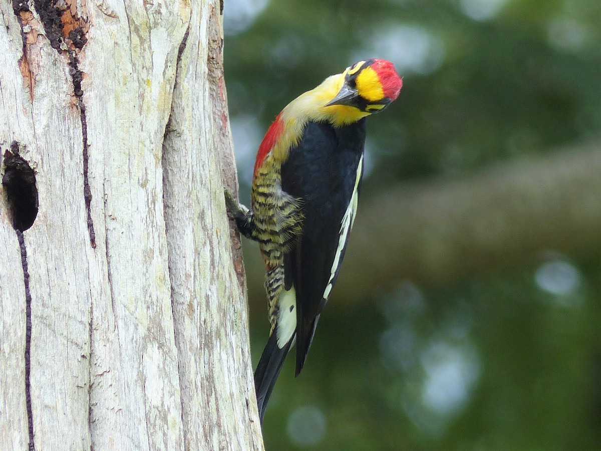 Yellow-fronted Woodpecker - Christopher Escott