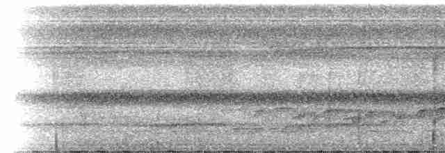 Nasique grise - ML212487