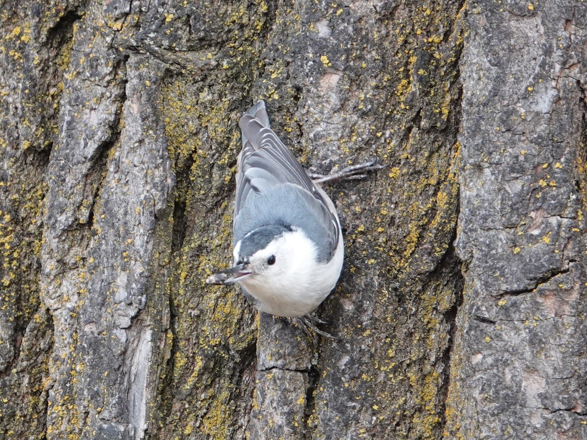 White-breasted Nuthatch - ML212490211