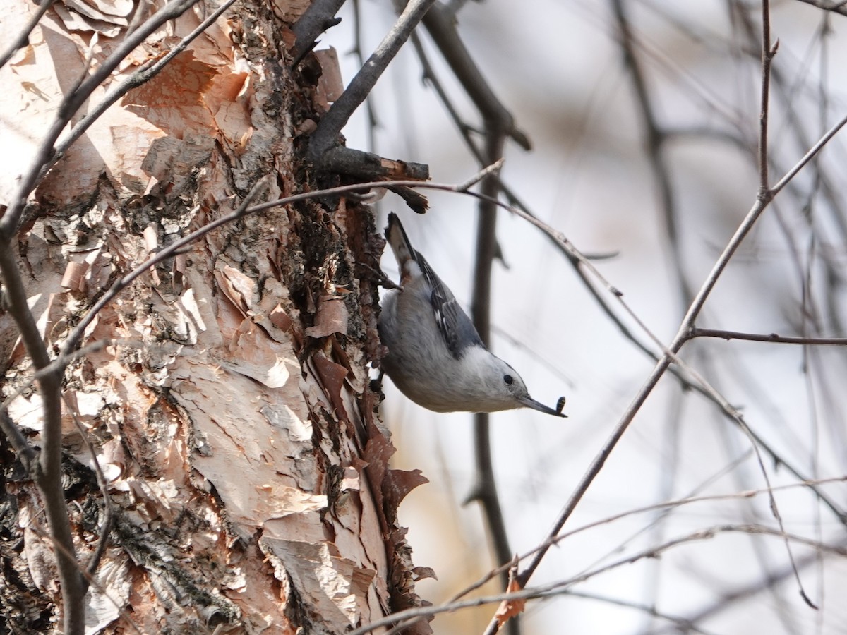 White-breasted Nuthatch - ML212490331
