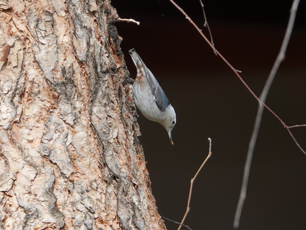 White-breasted Nuthatch - ML212490351