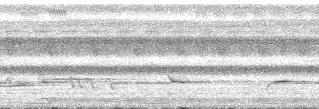 Akalat à poitrine blanche - ML212492
