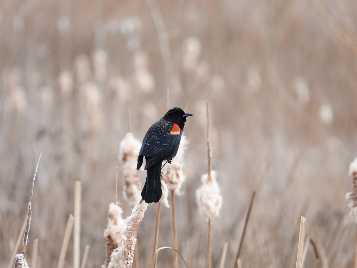 Red-winged Blackbird - ML212492261