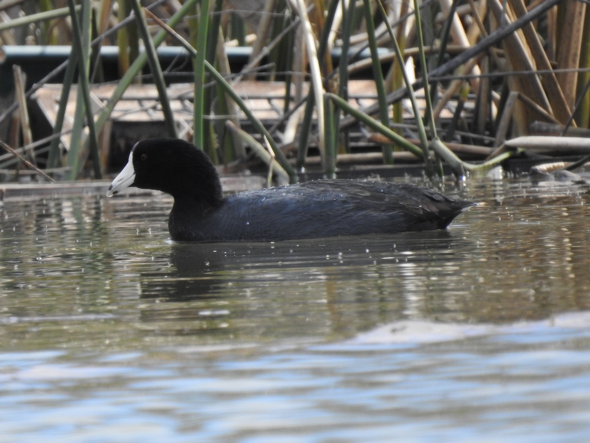 American Coot - Kevin Long