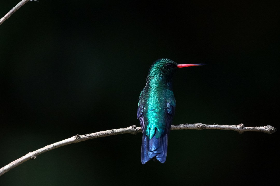kolibřík lesklobřichý - ML212496161