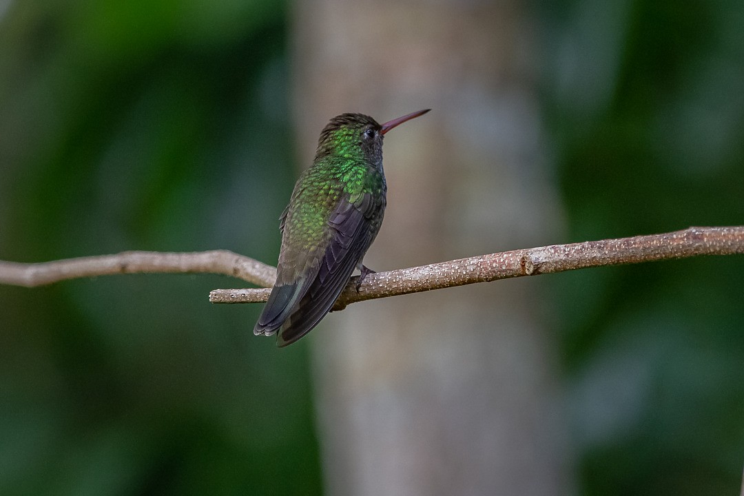 kolibřík lesklobřichý - ML212496171