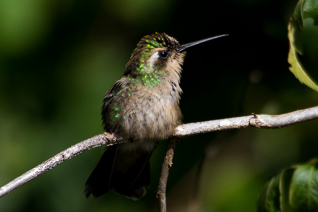 kolibřík lesklobřichý - ML212496181