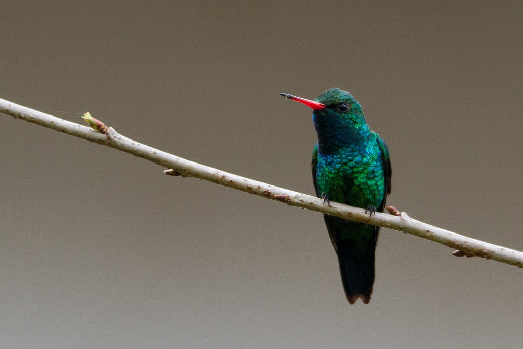 kolibřík lesklobřichý - ML212496191