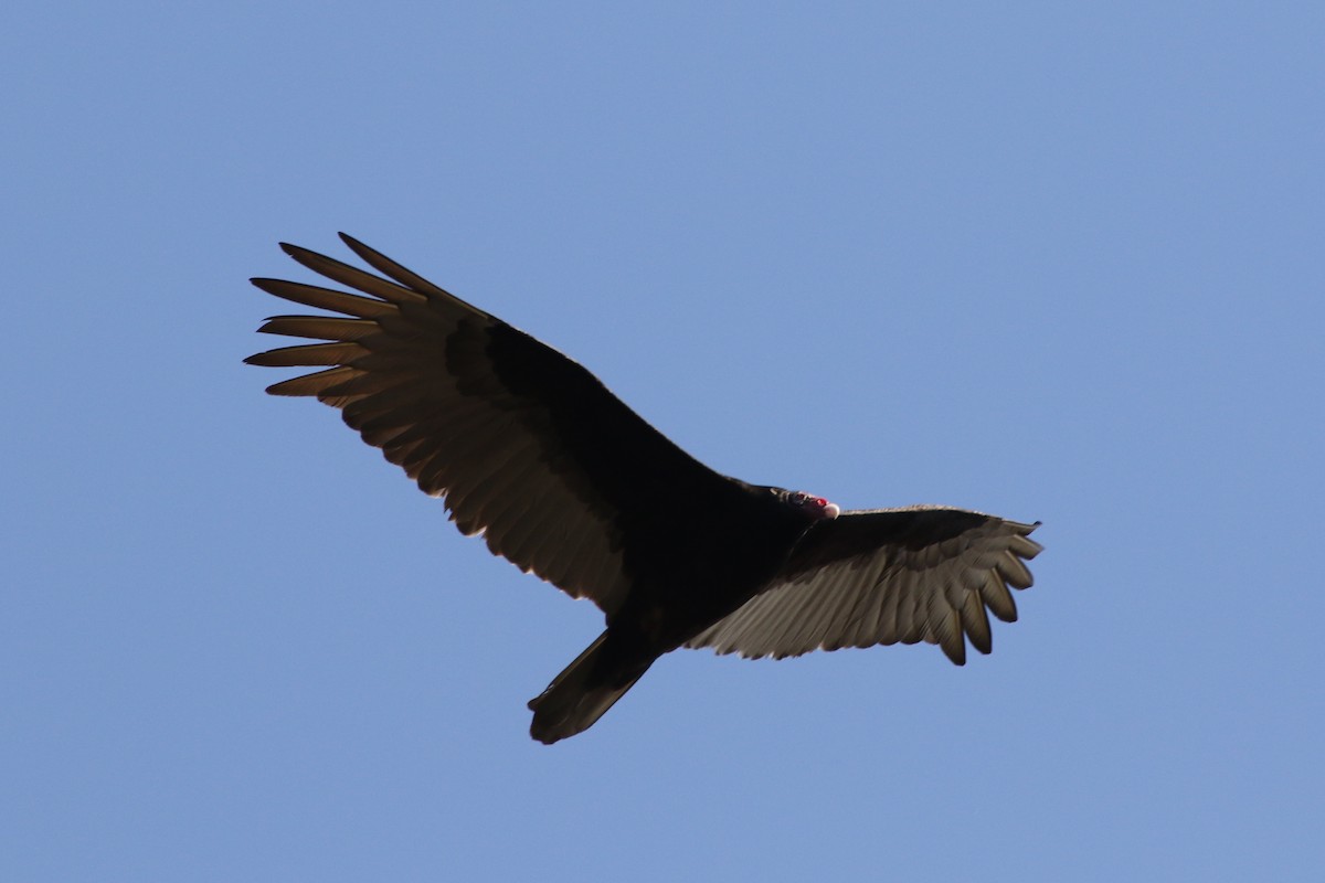 Turkey Vulture - ML212500331