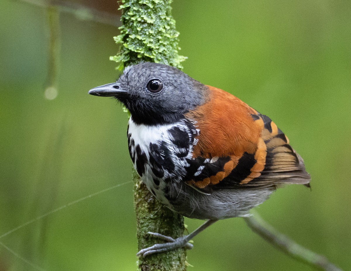 Spotted Antbird - ML212502471