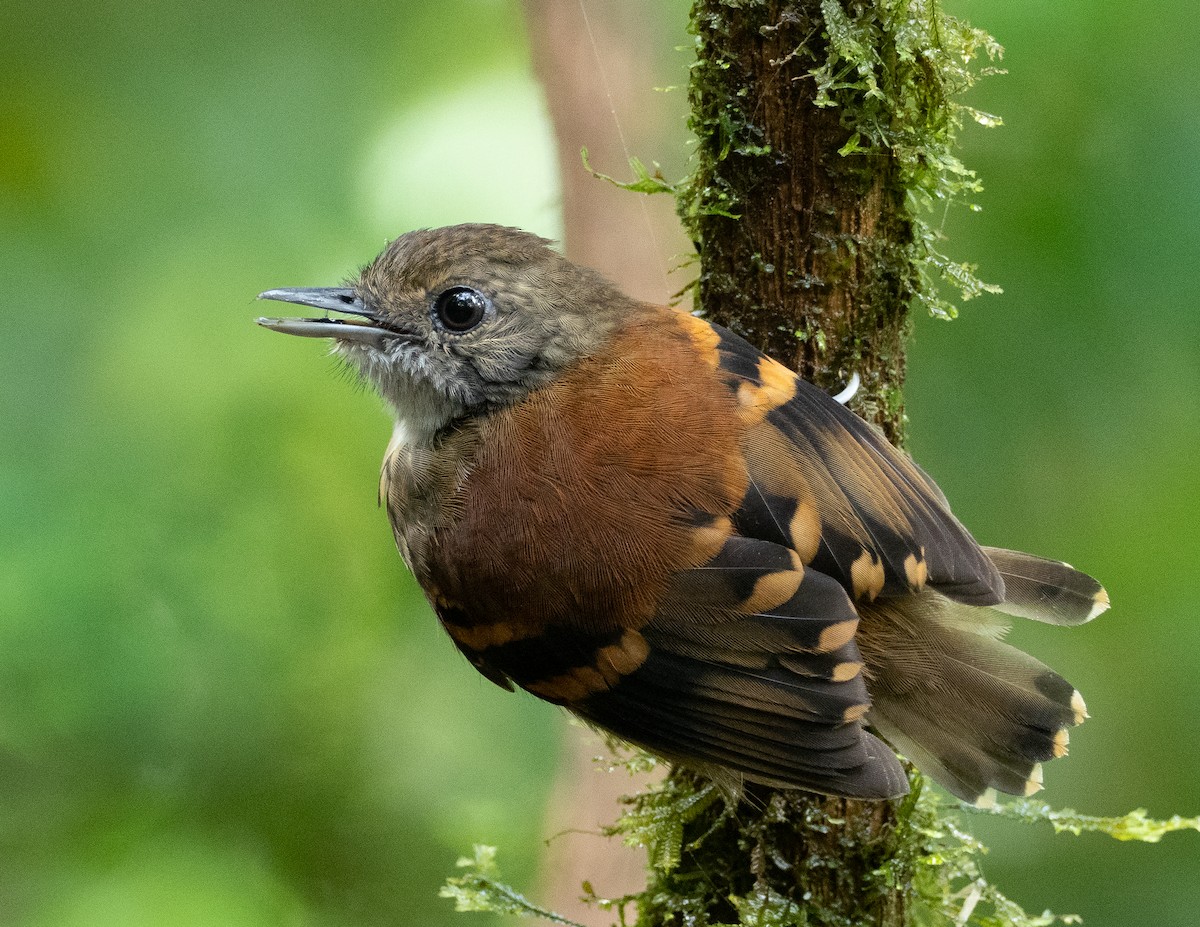 Spotted Antbird - ML212502601