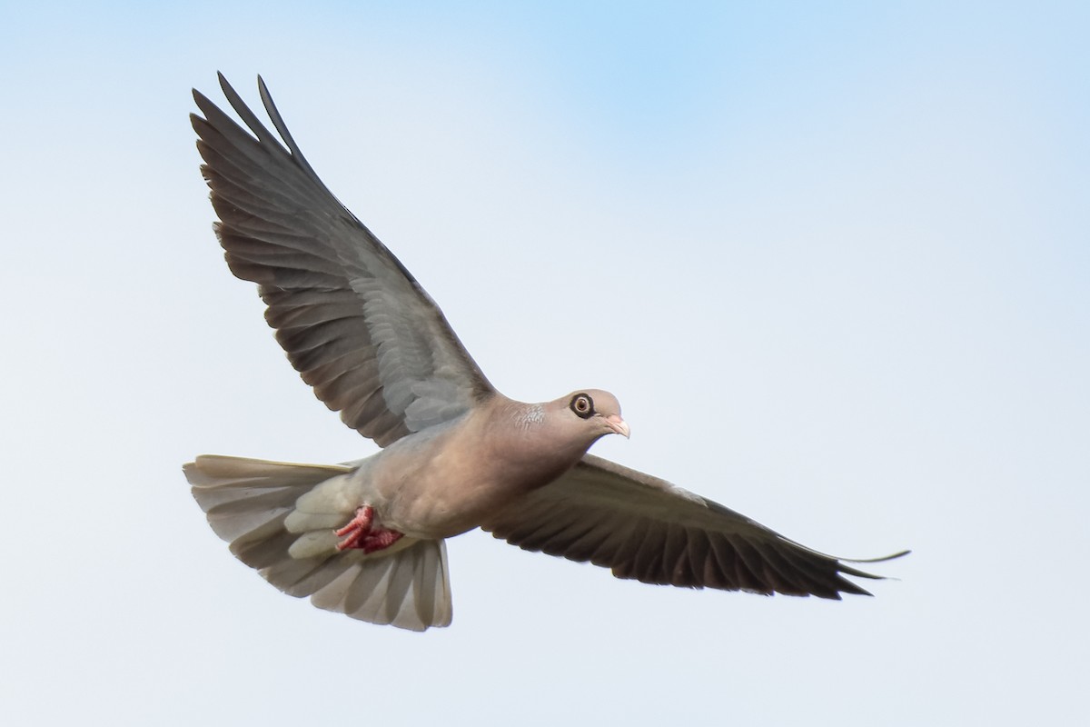 holub bělokřídlý - ML212502631