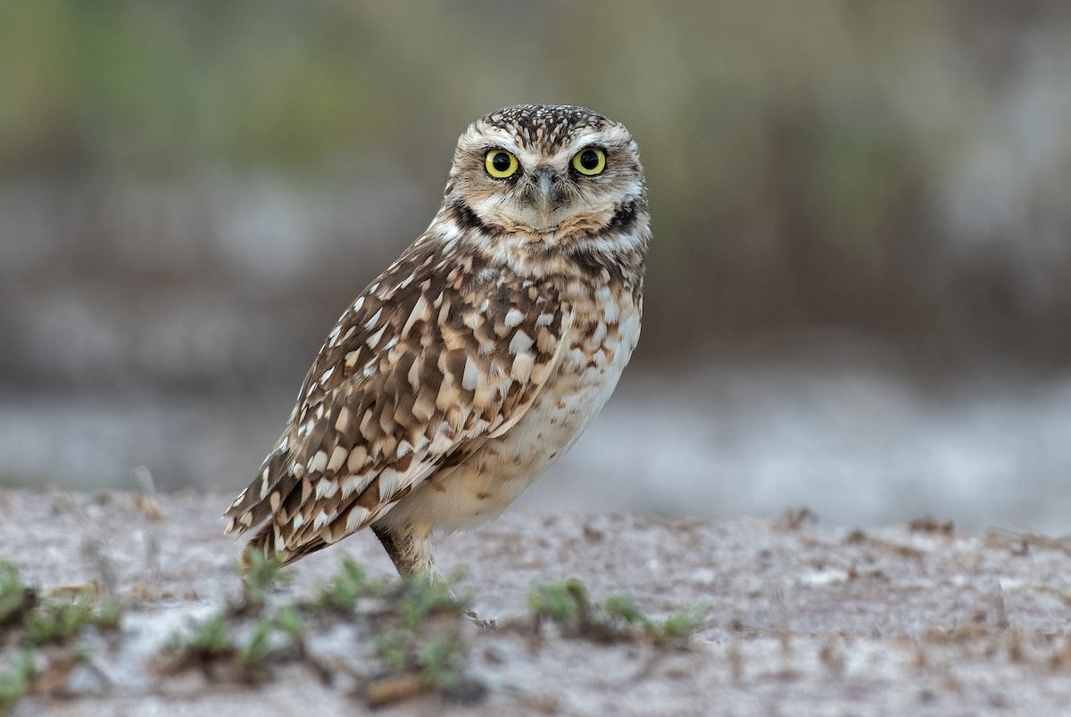 Burrowing Owl - Don Danko