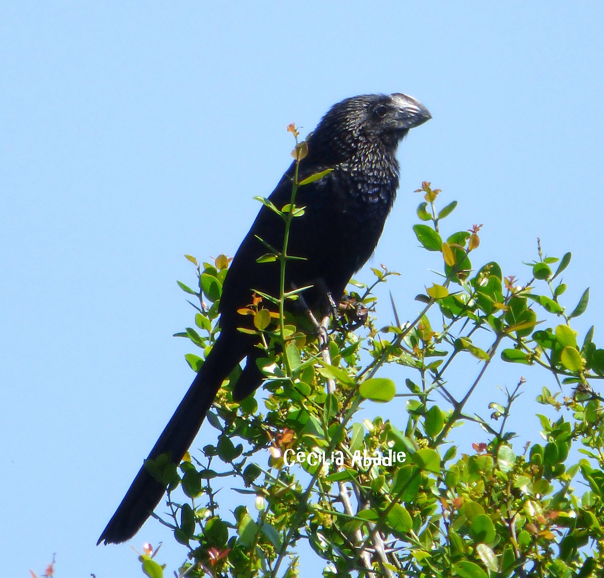 Smooth-billed Ani - Cecilia  Abadie
