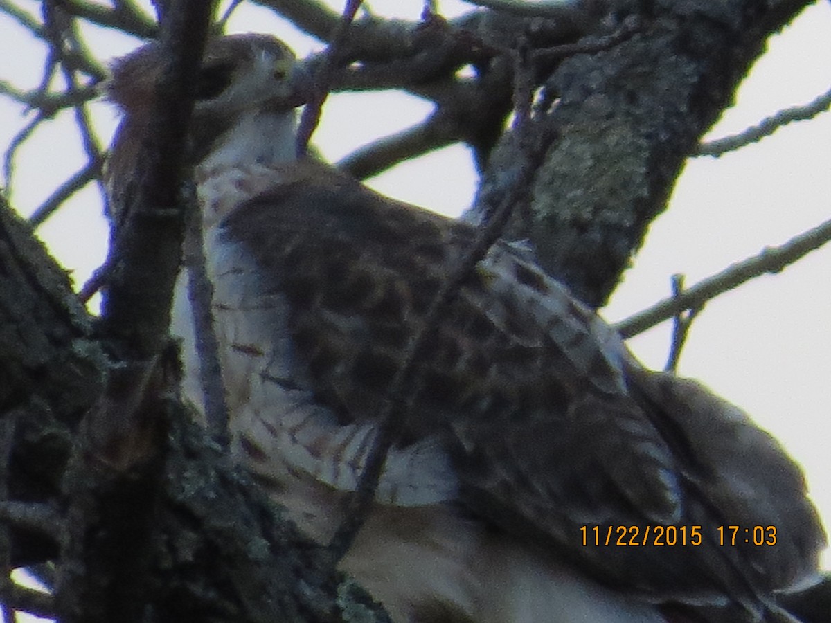 Red-tailed Hawk - ML21251031