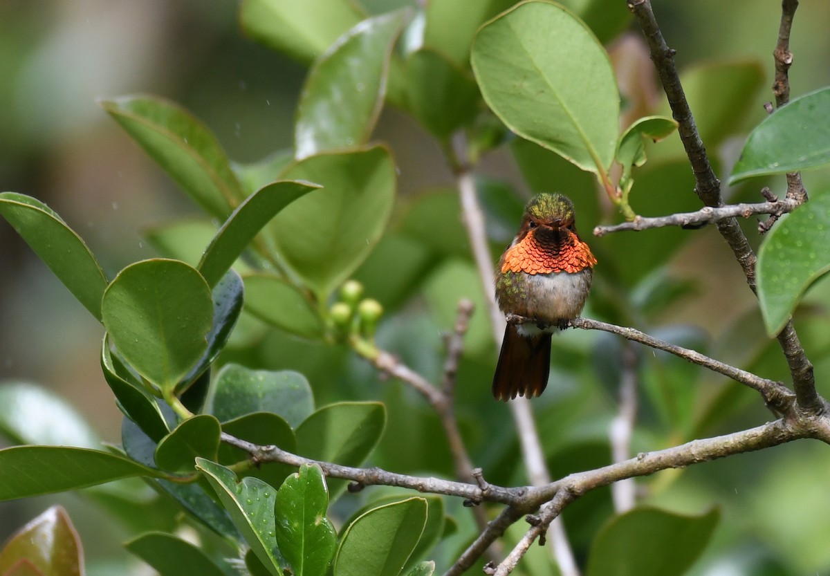 Scintillant Hummingbird - Simon Kiacz