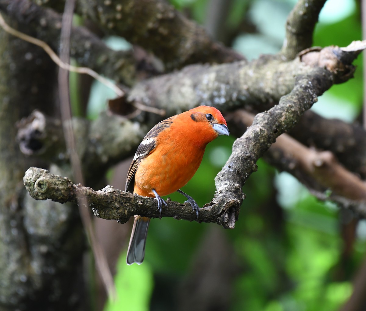 Flame-colored Tanager - ML212514101