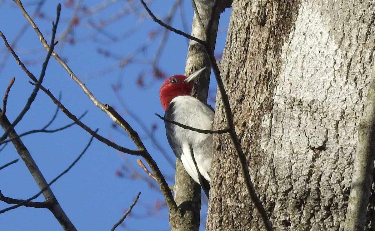 Red-headed Woodpecker - ML212515381