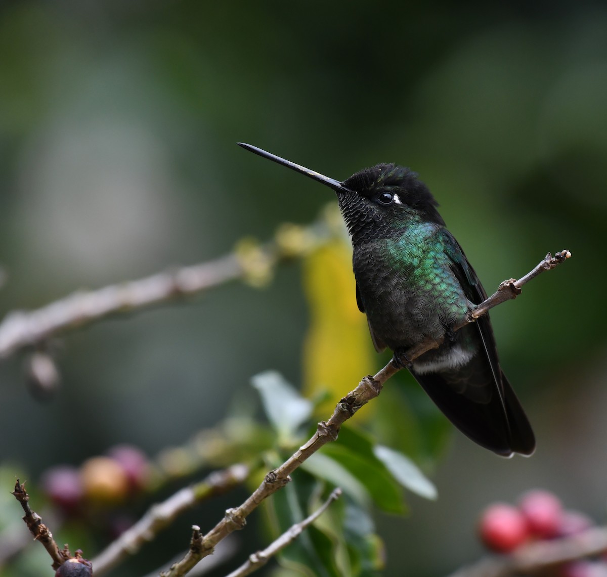 Talamanca Hummingbird - Simon Kiacz