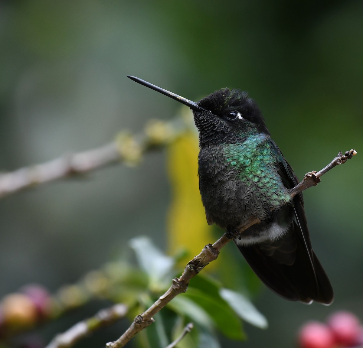 Talamanca Hummingbird - ML212516251