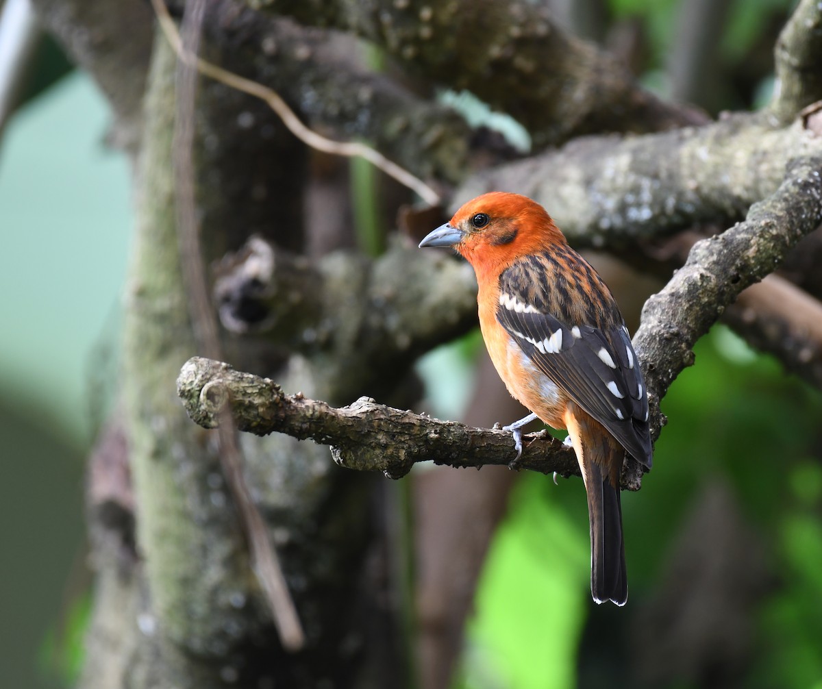 Flame-colored Tanager - ML212520721
